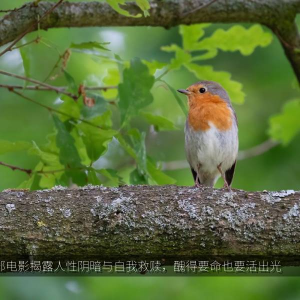 这部电影揭露人性阴暗与自我救赎，醜得要命也要活出光 海报